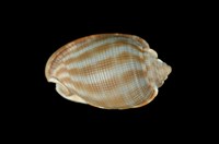 藏品(布紋鬘螺)的圖片